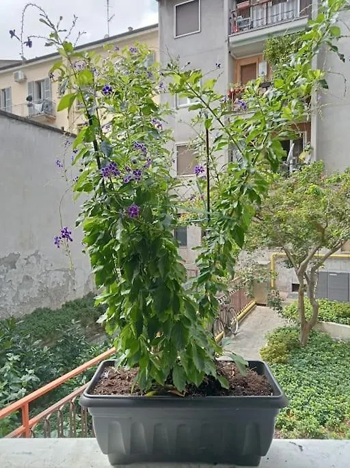 Il Grande Blu Lägenhet Milano Italien